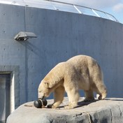 Copenhagen Zoo Copenhagen Zoo